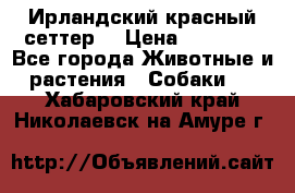 Ирландский красный сеттер. › Цена ­ 30 000 - Все города Животные и растения » Собаки   . Хабаровский край,Николаевск-на-Амуре г.